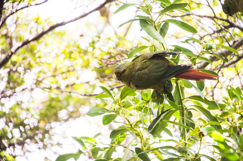 Preview: Austral parakeet (aka Austral conure, or Emerald parakeet, Enicognathus ferrugineus), Tierra Del Fue