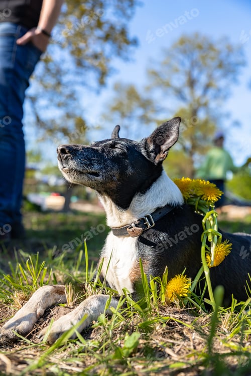 Preview: Dog breed smooth-haired fox terrier lying on the grass on open air.