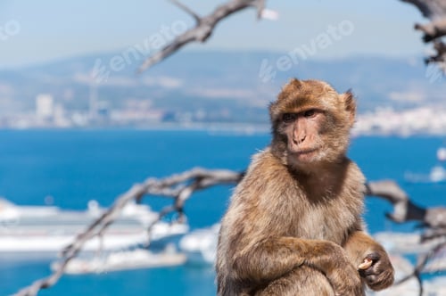 Preview: Barbary macaque monkey in Gibraltar