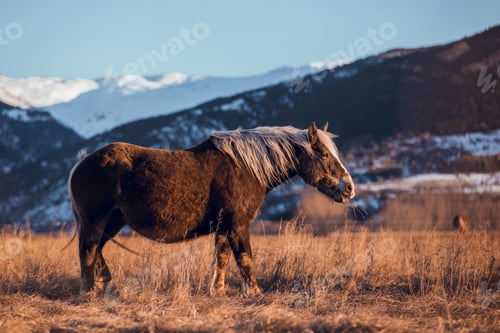 Preview: Wild horse pasturing on field near hills