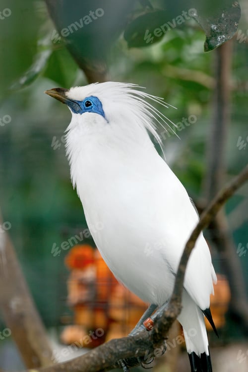 Preview: Close-up of a majestic Bali myna (Leucopsar rothschildi)