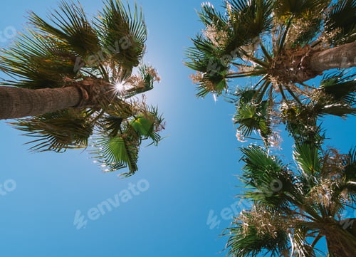 Preview: Sunny Tropical Sky