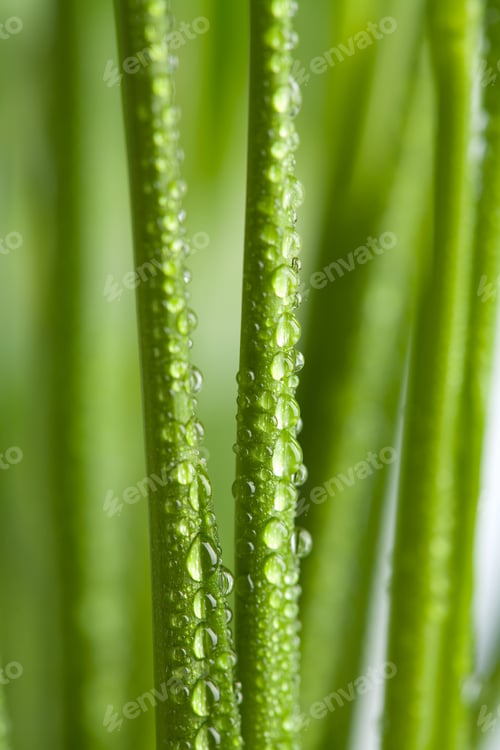 Preview: fresh wet grass background