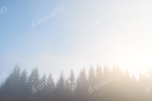 Preview: Morning fog creeps with scraps over autumn mountain forest covered in gold leaves