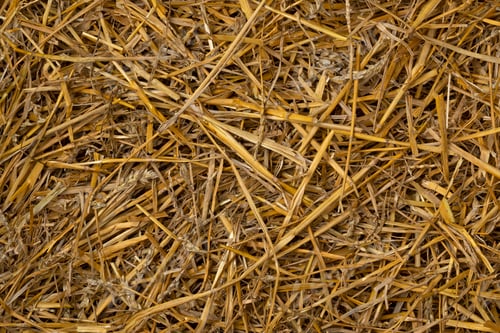 Preview: Dried straw close up full frame