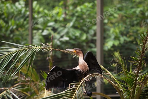 Preview: Great black cormorant bird in the morning sitting on branch of green palm tree looking sideways with