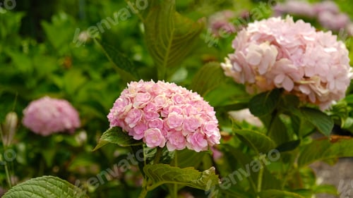 Preview: Beautiful hydrangea with inflorescences and green leaves in a Country Cottage Garden.