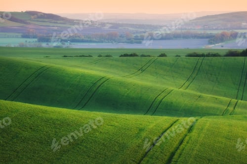 Preview: Wavy green fields. Striped rolling sunny hills at sunset