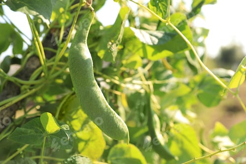 Preview: Fresh green beans growing outdoors on sunny day, closeup