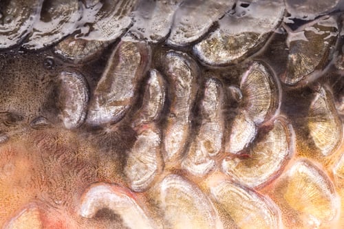Preview: Gold background - fish scales