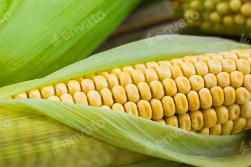 Preview: Fresh yellow corn on a wooden background