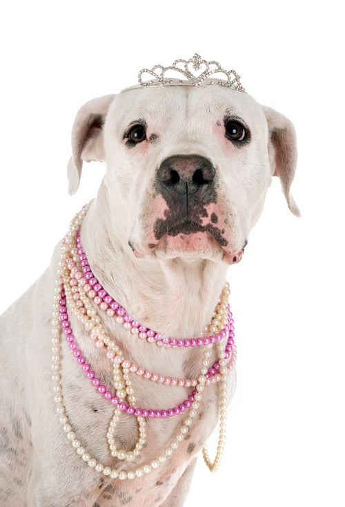 Preview: argentinia dog in studio