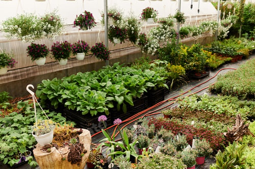 Preview: Experiencing the serenity of lush green plants thriving in a vibrant greenhouse