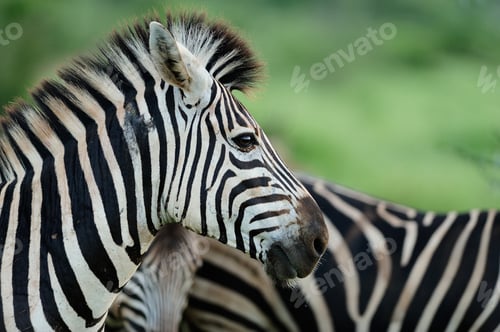 Preview: Selective focus shot of beautiful zebras on a grass covered field