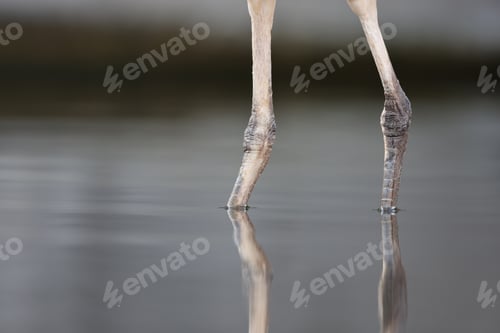 Preview: Close up view of Grey Heron (Ardea cinerea) legs