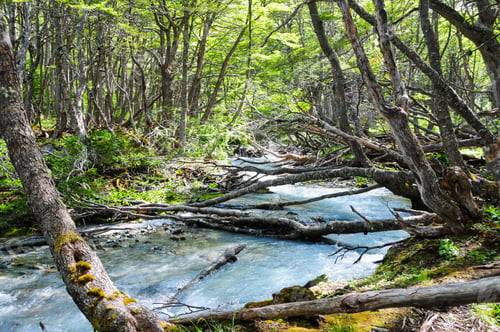 Preview: Mountain river flowing among trees and vegetation in the forest