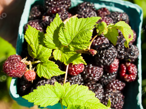 Freshly Picked Blackberries and Raspberries in Container