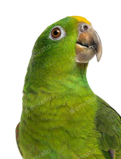 Preview: Close-up of a Panama Yellow-headed Amazon (5 months old) isolated on white