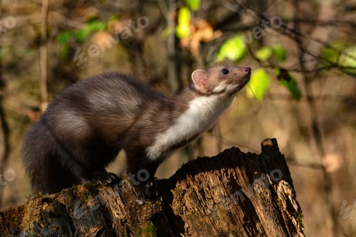 Preview: Beech marten or Martes foina also known as stone marten or white-breasted marten