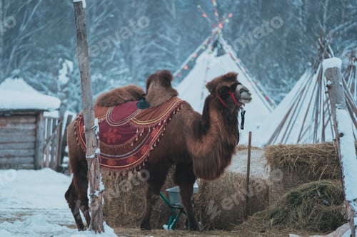 Preview: Portrait of camel winter background in snow