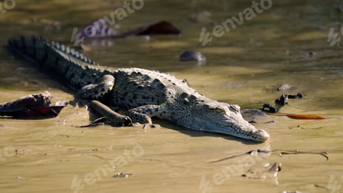 Preview: Crocodile resting in muddy sierpe mangrove forest habitat