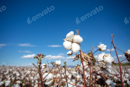 Preview: Cotton field (Turkey / Izmir). Agriculture concept photo.