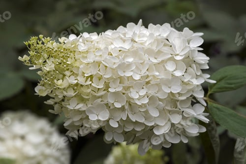 Preview: Panicled Hydrangea (Hydrangea Paniculata).