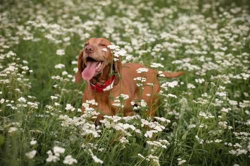 Preview: A dog of the hungarian Vizsla breed enjoys life in a green meadow covered with white flowers