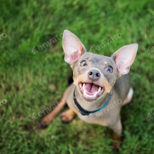 Preview: A small dog sitting on the ground looking upwards with an eager expression.