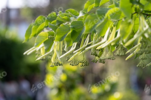 Preview: Linden inflorescences of linden flowers before flowering. Allergy season.