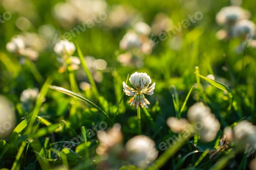 Preview: Close-Up of White Clover Flowers in Green Meadow