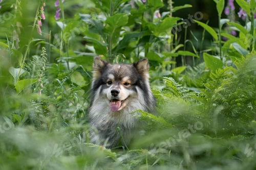 Preview: Portrait of a young Finnish Lapphund dog