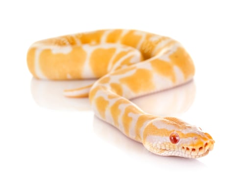 Preview: Ball python in studio