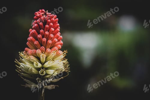 Preview: Flower
