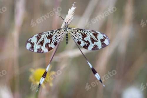 Preview: Beautiful closeup shot of a flying Nemoptera coa