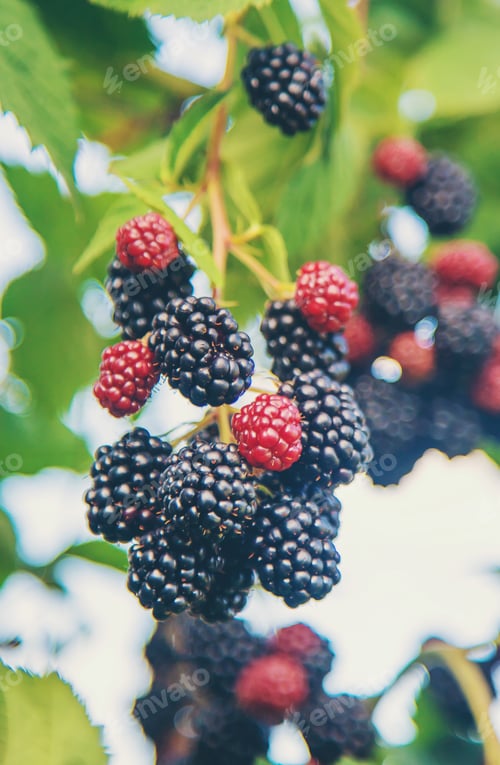 Preview: Blackberry berries on the bushes in the garden. Selective focus.