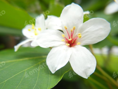 Preview: Selective focus shot of tung tree blossom