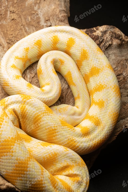 Preview: Albino Darwin Carpet Python Yellow and White Snake on black background and timber log tree branch