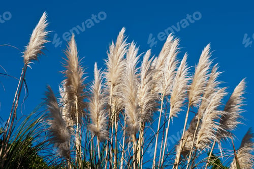 Preview: Closeup shot of tall toi toi grasses against a blue sky