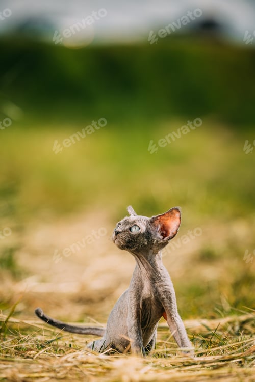 Preview: Funny Young Gray Devon Rex Kitten In Grass. Short-haired Cat Of English Breed. Sweet Devon Rex Cat
