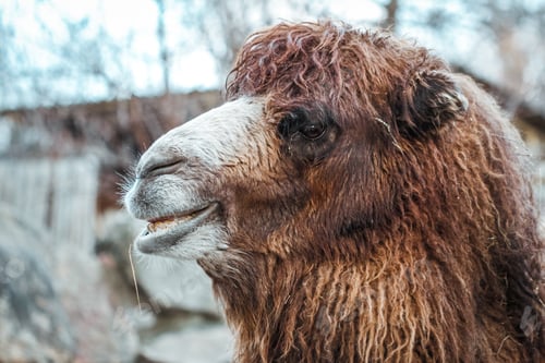 Preview: Little camel