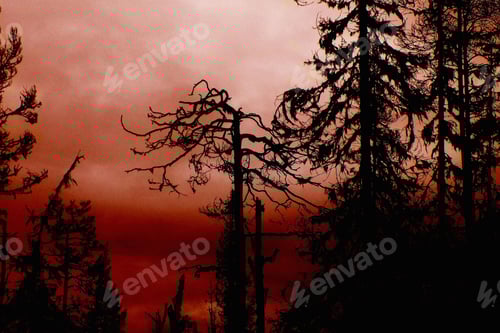 Preview: darkness, forest, horror, spooky