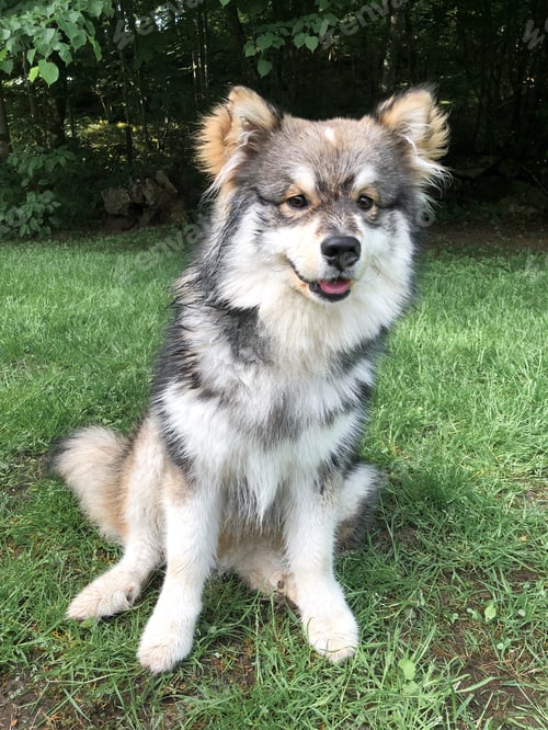 Preview: Portrait of a wet young puppy finnish lapphund dog sitting outdoors in grass