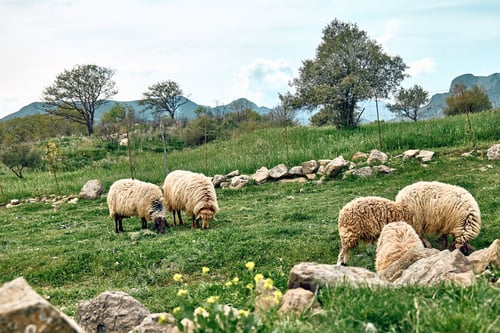 Vorschau: Schafherde, die auf grünen Wiesen in Bergen in Sizilien, Italien weidet.