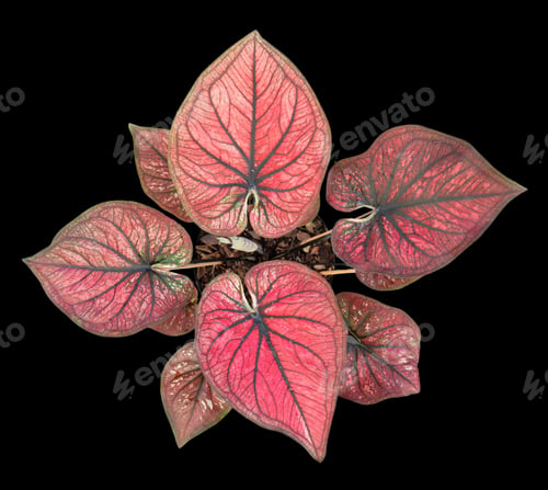 Preview: Beautiful colorful caladium on Black background isolate with clipping path. Queen