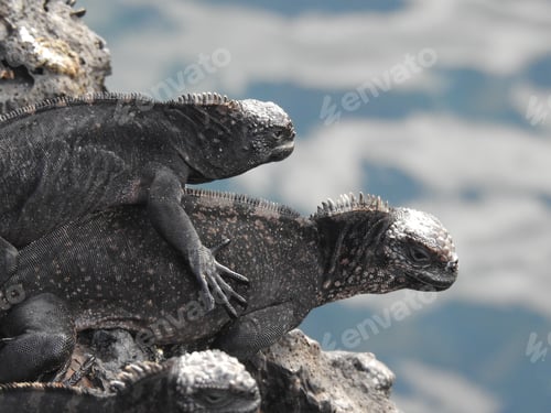 Preview: Closeup shot of Marine iguanas in the Galapagos Islands