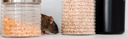 Preview: Brown Rat Foraging Among Storage Jars