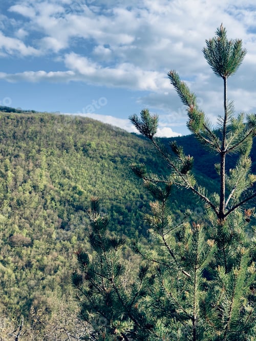 Preview: A tree on the mountain