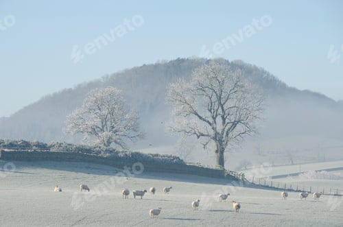 Preview: Herd of sheep in frosty field, The Lake District, UK