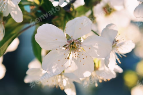 Preview: View on summer flowers